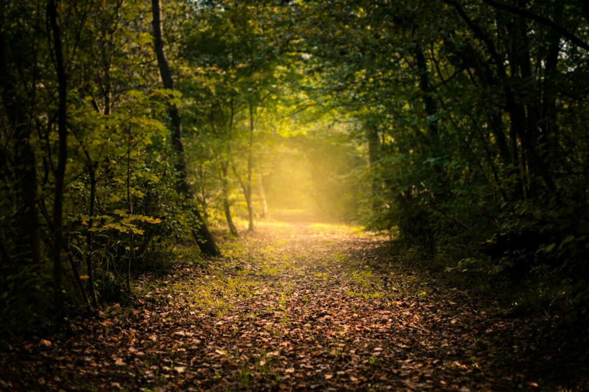 Bain de forêt : sentier lumineux entre les arbres en automne