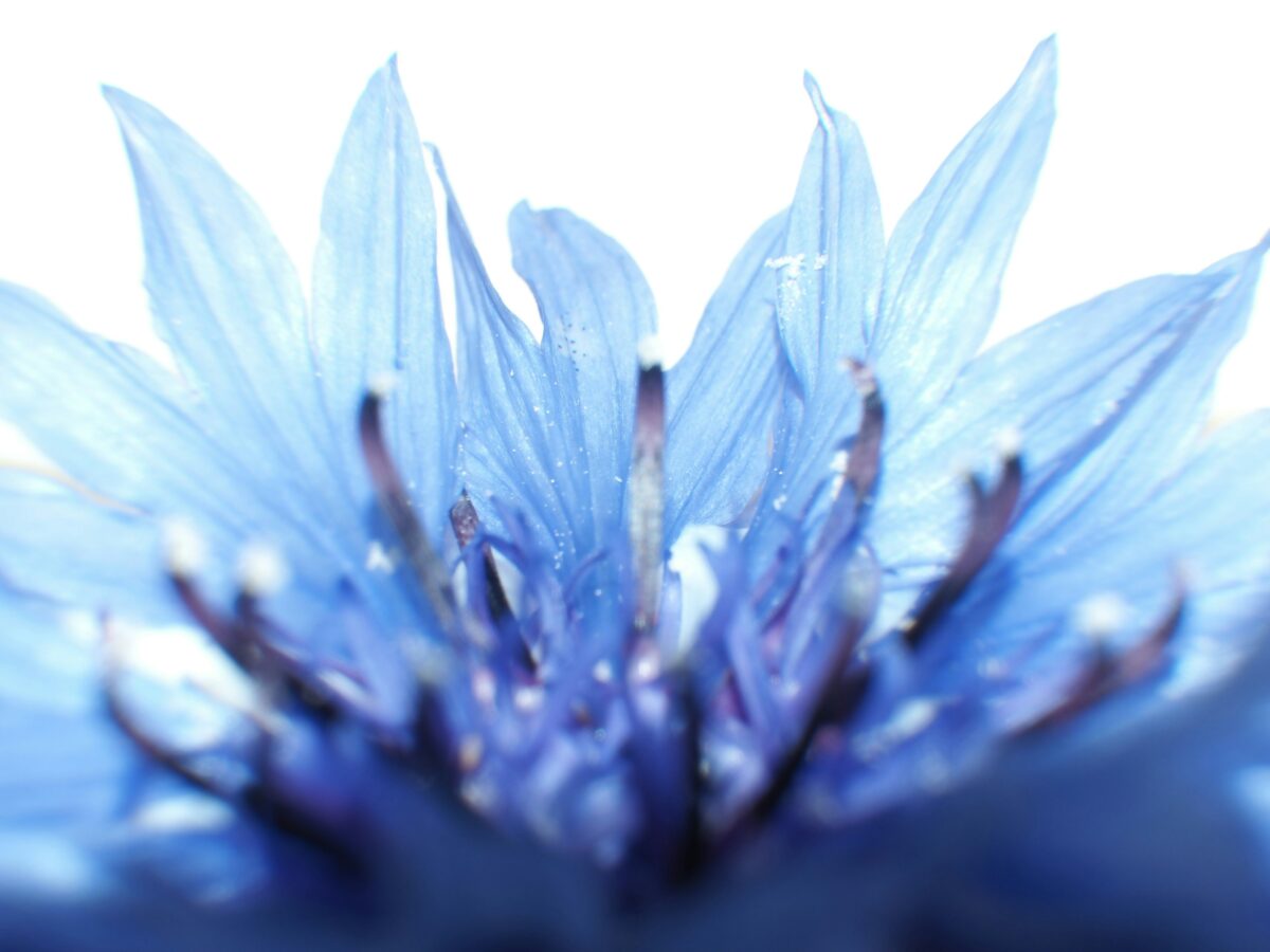 Eau de bleuet en compresse pour réveiller un regard fatigué