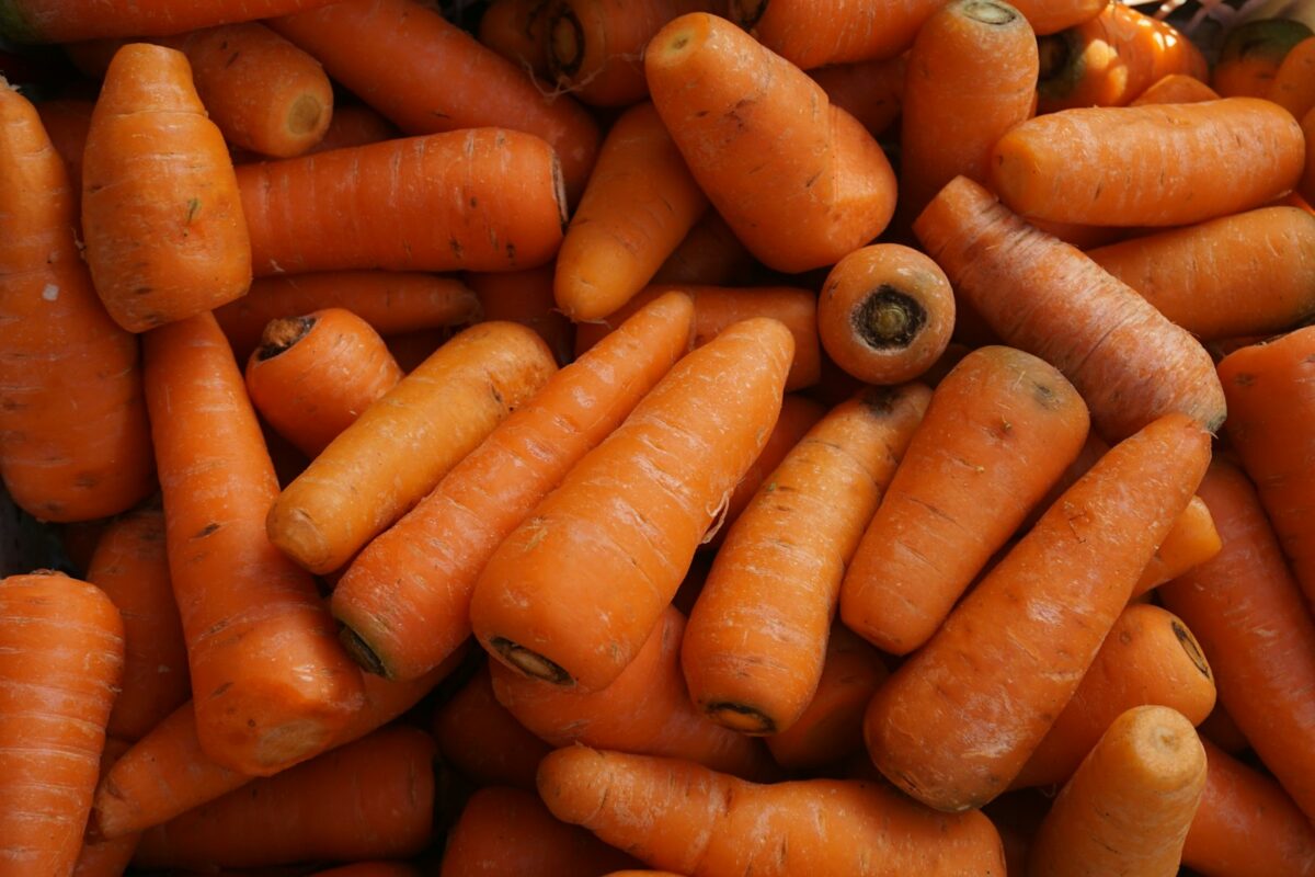 Carottes fraîches, base de l’huile de carotte