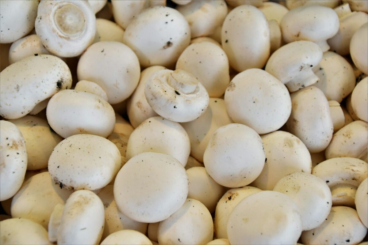 Champignons blancs frais, source de vitamine D après exposition aux UV