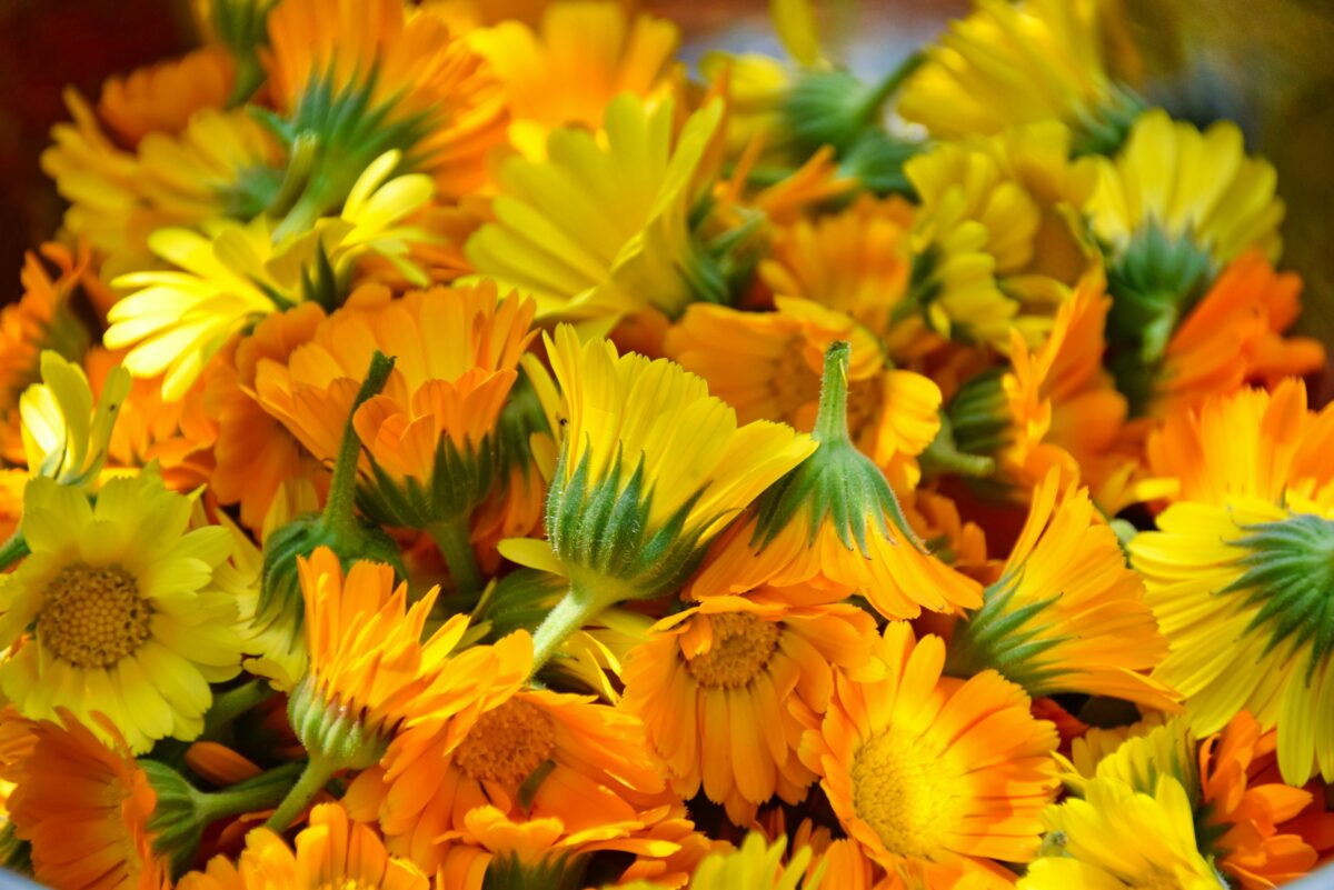 Fleurs de souci orange, base du macérat de calendula