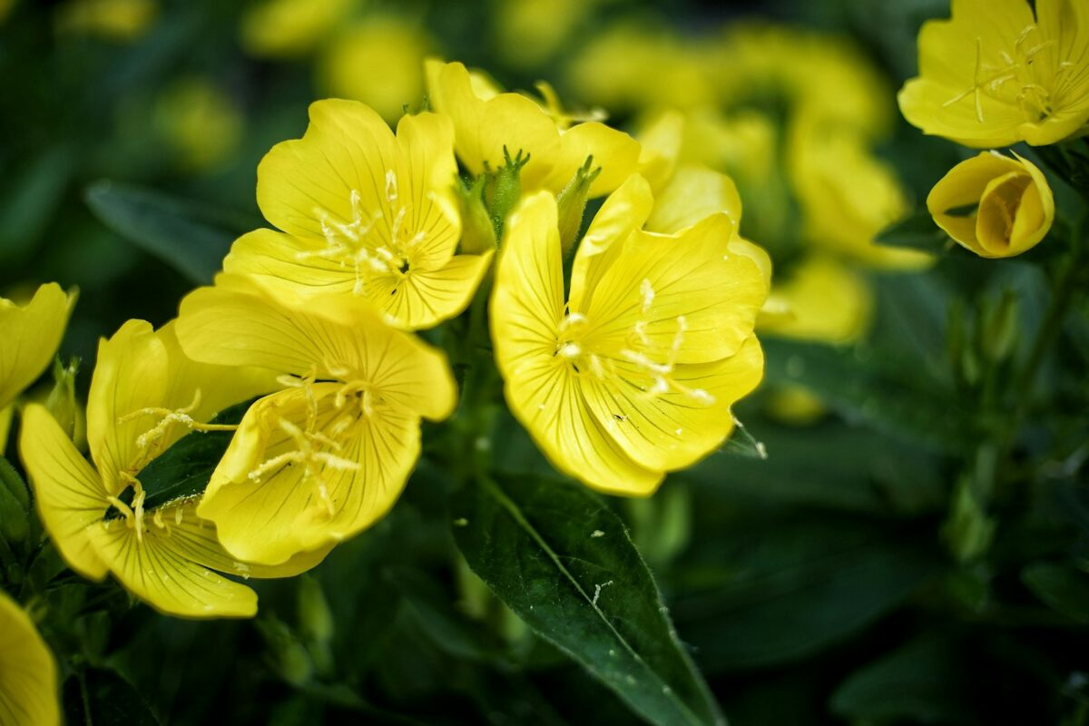 Huile d'onagre : fleurs jaunes dont les graines donnent l'huile pour la peau