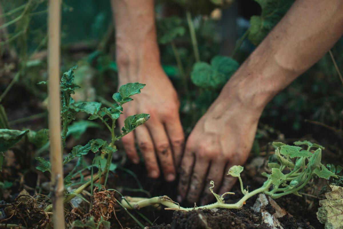 Mains plantant un semis : jardinage et santé mentale