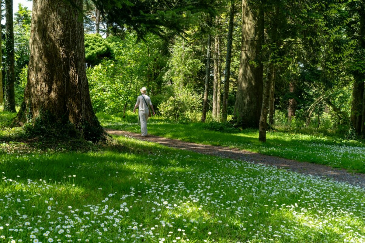 Nature et cerveau : promenade apaisante dans une forêt baignée de lumière