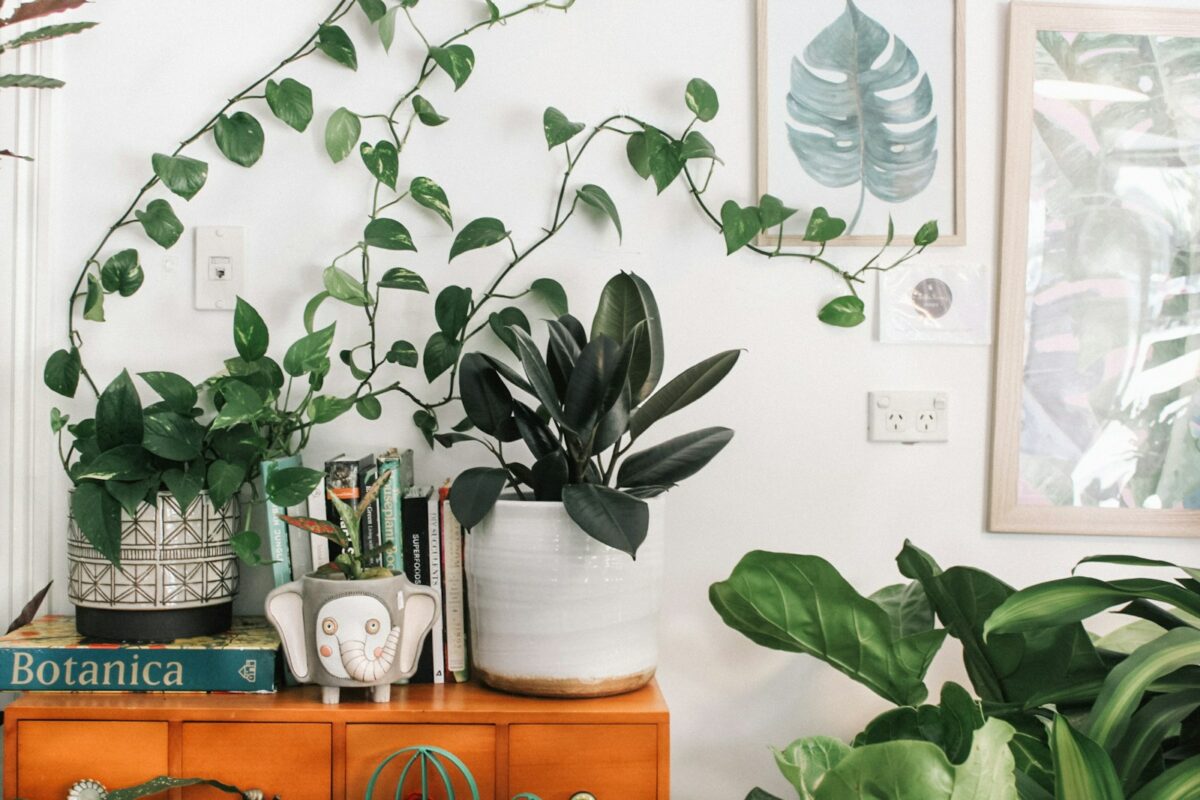 Plantes dépolluantes : plantes vertes d’intérieur dans un salon lumineux