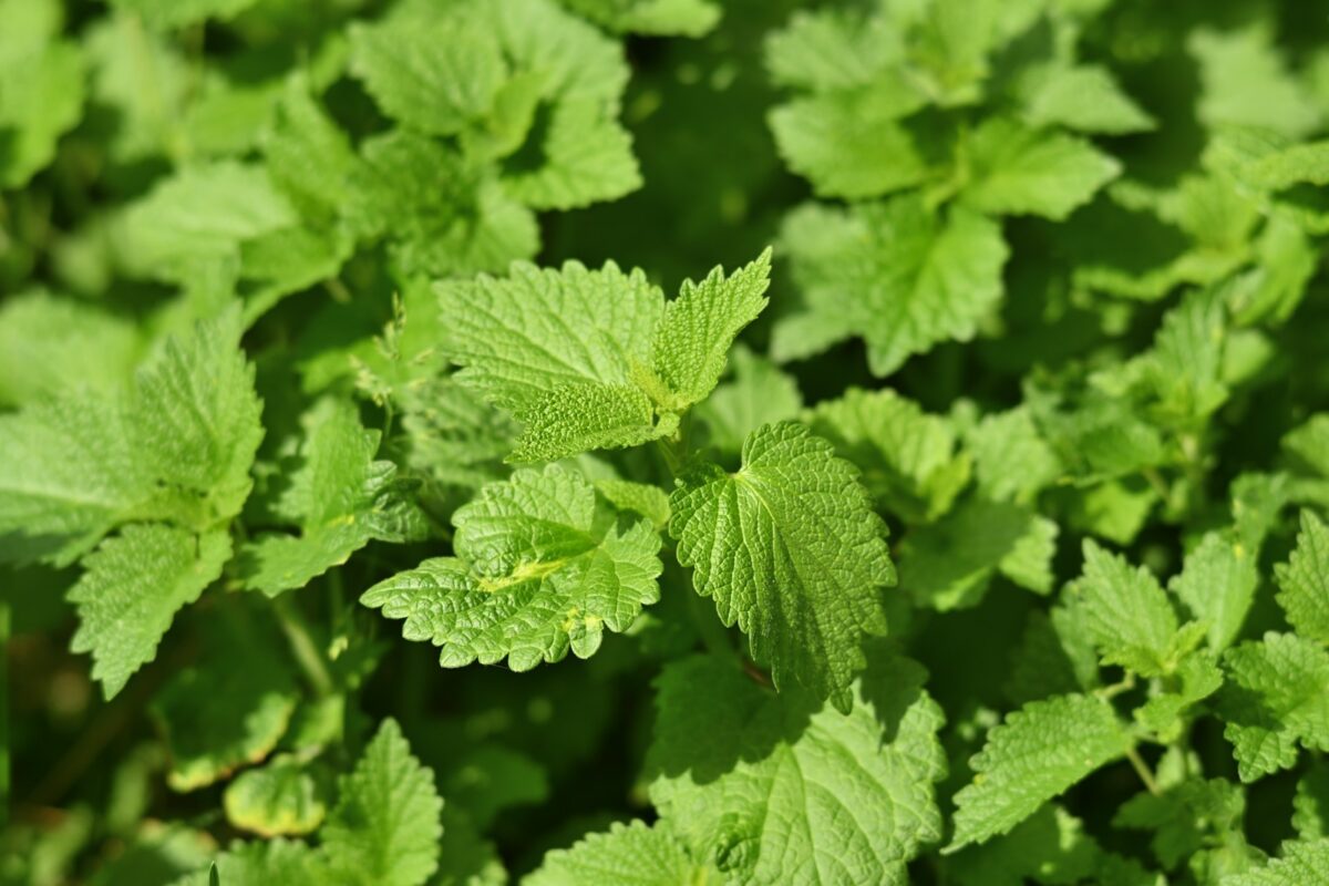 Feuilles d’ortie fraîches, base de la poudre d’ortie pour les cheveux
