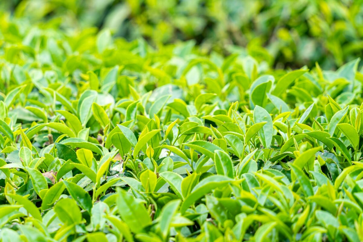 Tea tree : feuillage vert de l'arbre à thé utilisé pour l'huile essentielle contre les boutons